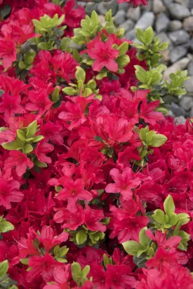 Azalea Girards Crimson 3gal