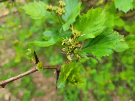 Black Hawthorn - Bundle of 5 bareroot plants